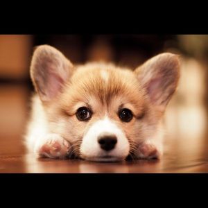 Meet your Posher, Max